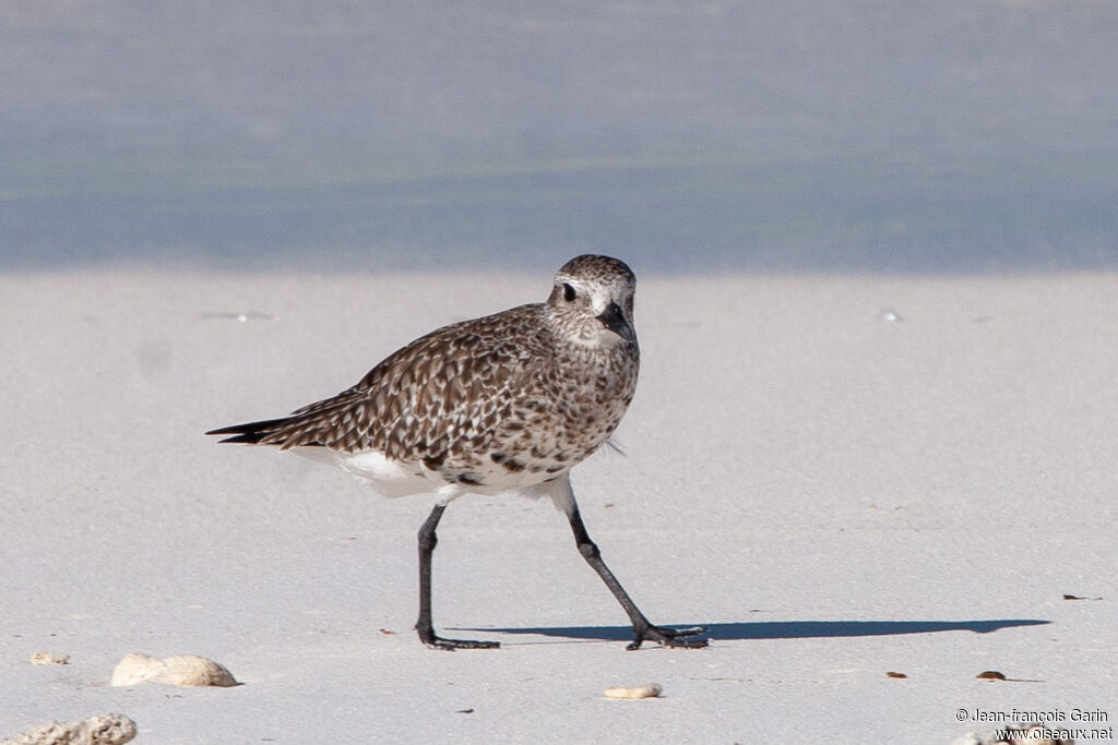 Grey Plover