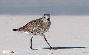 Grey Plover