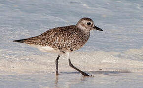 Grey Plover