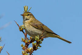 Willow Warbler