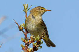 Willow Warbler