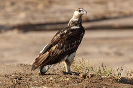 African Fish Eagle