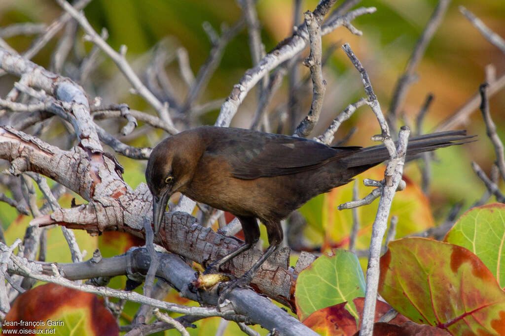 Great-tailed Grackle female adult, habitat, pigmentation