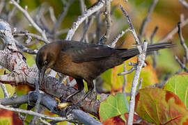 Great-tailed Grackle