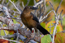 Great-tailed Grackle