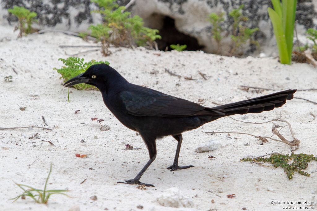 Great-tailed Grackle male