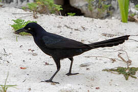 Great-tailed Grackle