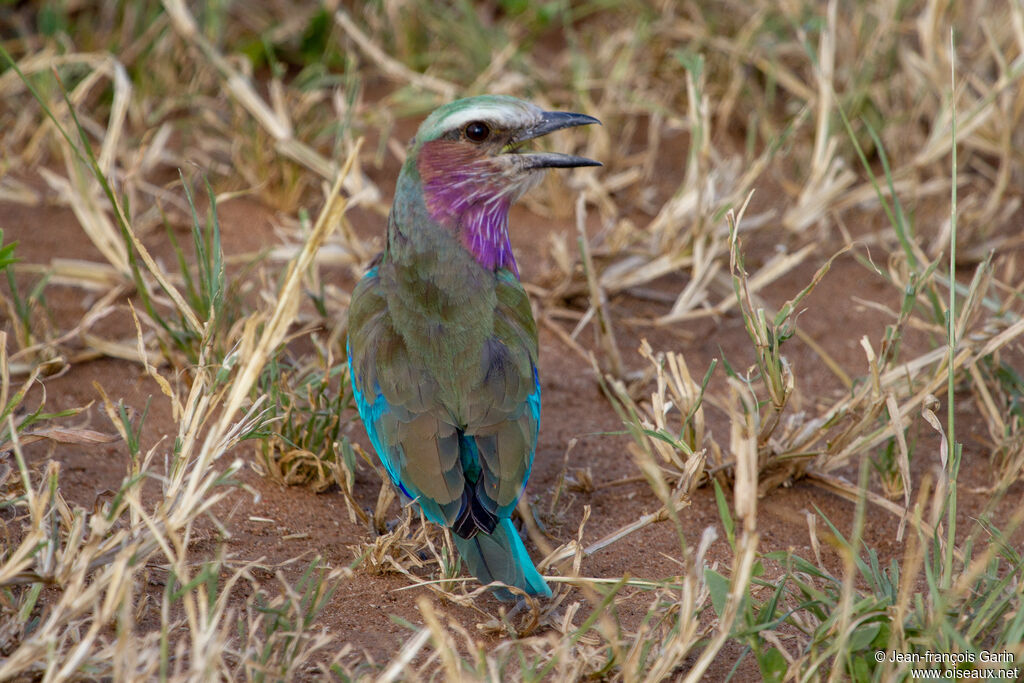 Lilac-breasted Roller