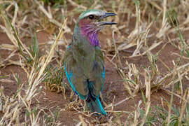 Lilac-breasted Roller