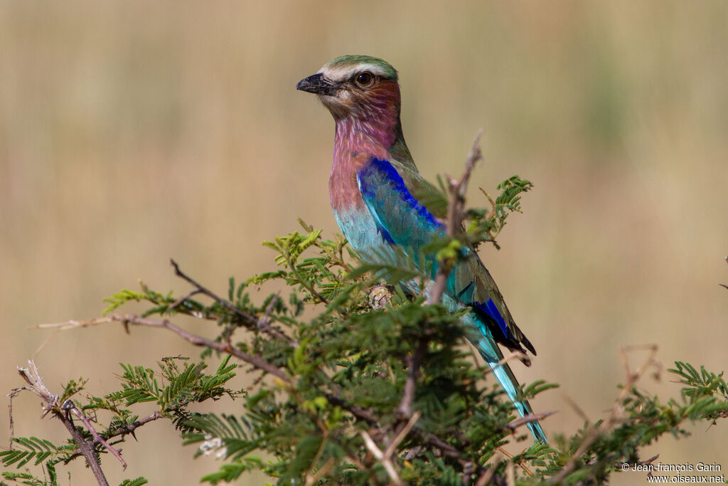 Lilac-breasted Roller