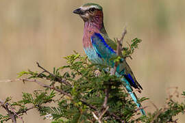 Lilac-breasted Roller