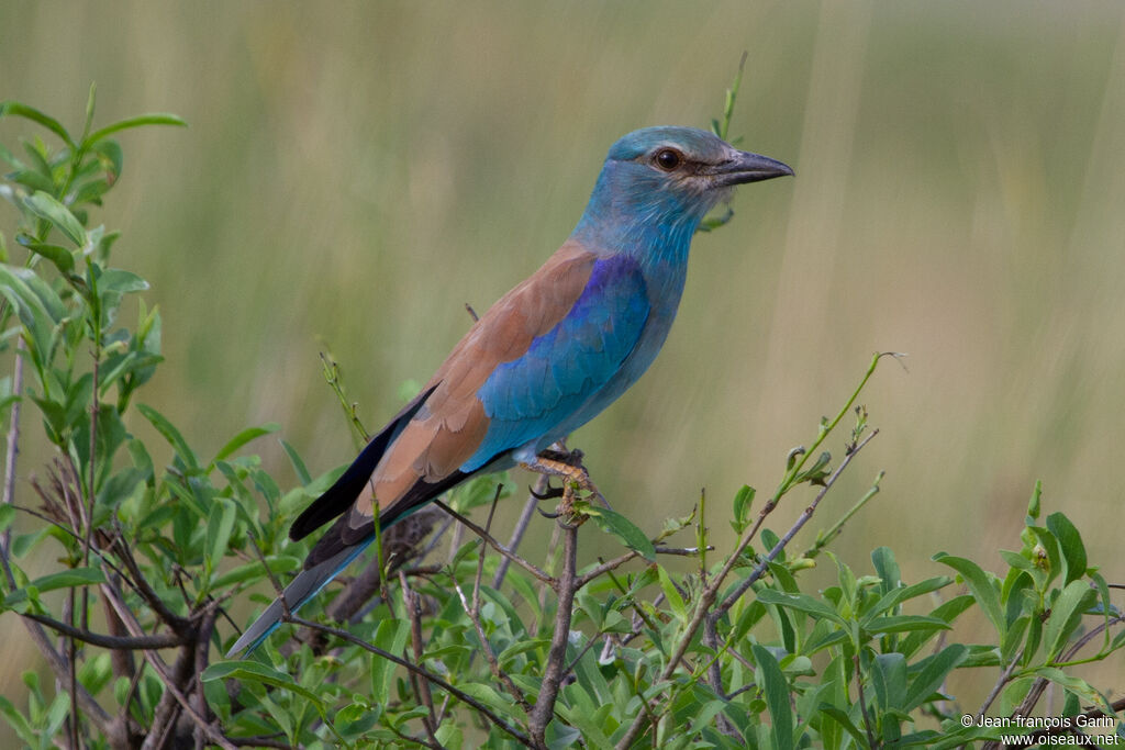 European Roller