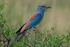 European Roller