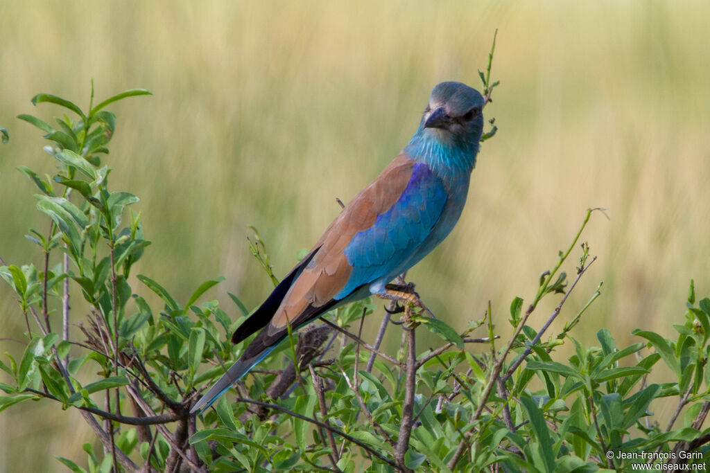 European Roller