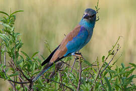 European Roller