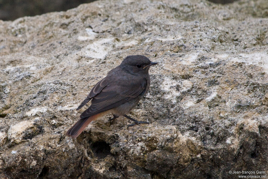 Black Redstartadult