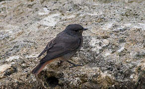 Black Redstart