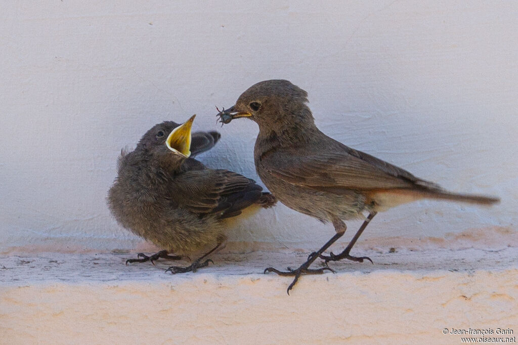 Black RedstartPoussin, feeding habits, eats