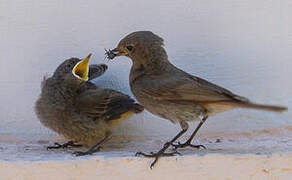 Black Redstart