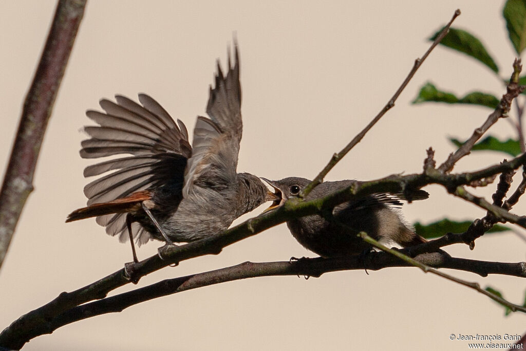 Black Redstart, eats