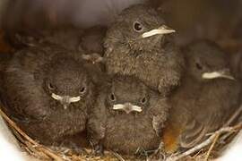 Black Redstart