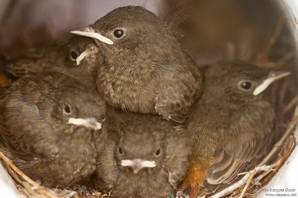 Black Redstart, Reproduction-nesting