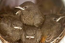 Black Redstart