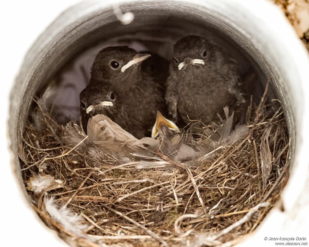 Black Redstart, Reproduction-nesting