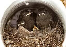 Black Redstart