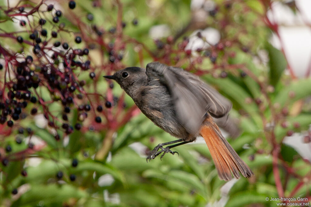 Black Redstartadult, feeding habits, eats