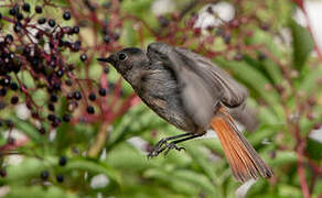 Black Redstart