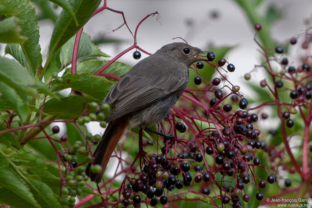 Black Redstartadult, feeding habits, eats