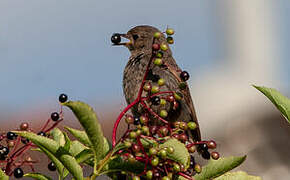 Black Redstart