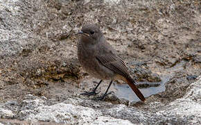 Black Redstart