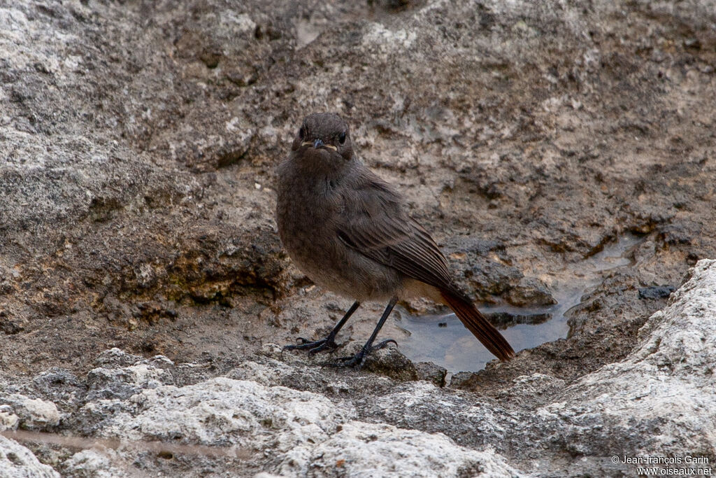 Black Redstartadult