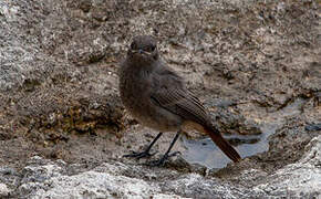 Black Redstart