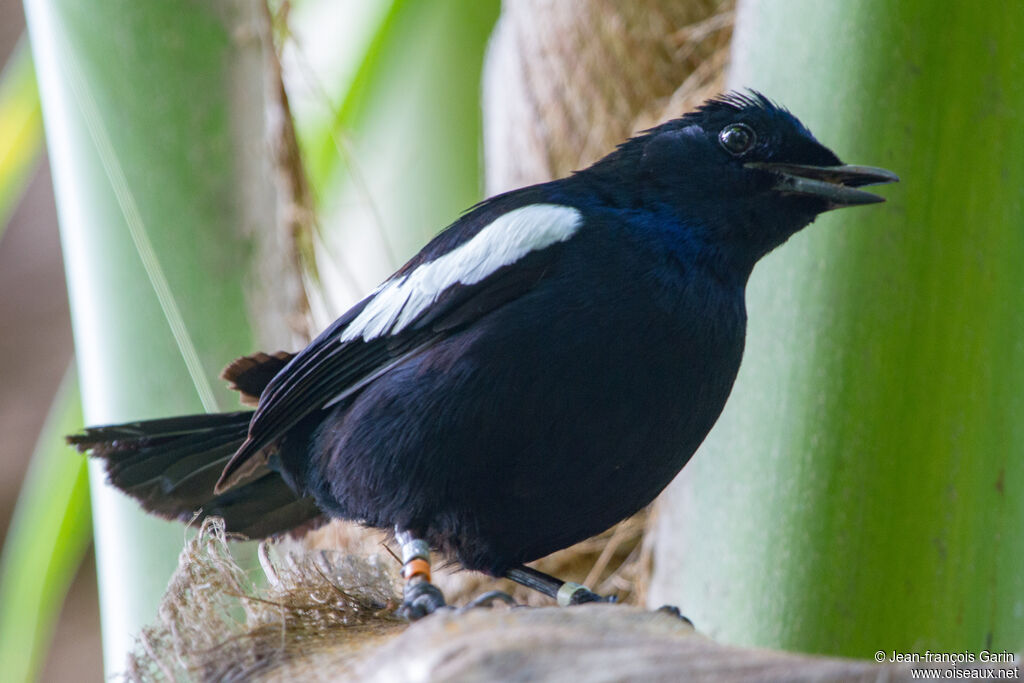 Seychelles Magpie-Robin