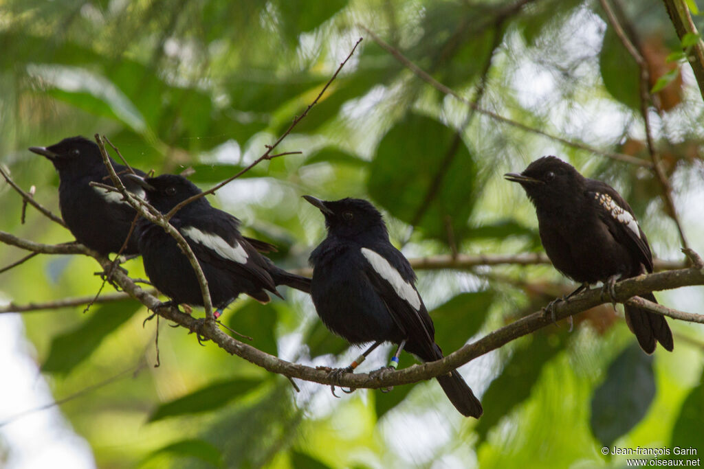 Seychelles Magpie-Robin