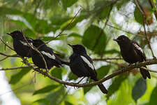 Shama des Seychelles