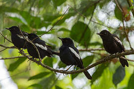 Seychelles Magpie-Robin