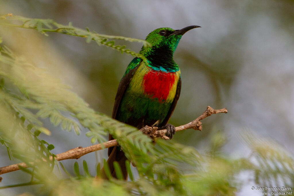 Beautiful Sunbird male