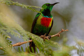 Beautiful Sunbird