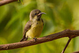 Beautiful Sunbird