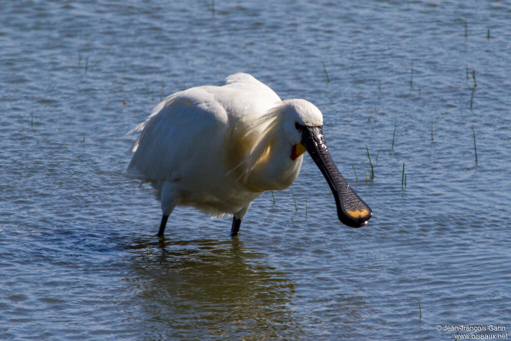 Eurasian Spoonbill