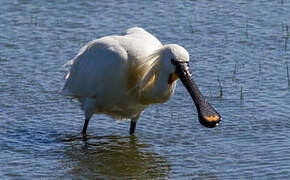 Eurasian Spoonbill