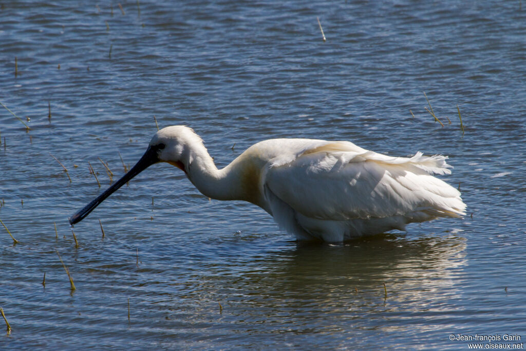 Spatule blanche