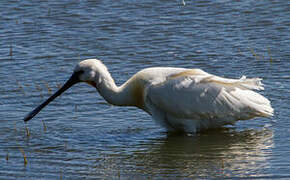 Eurasian Spoonbill