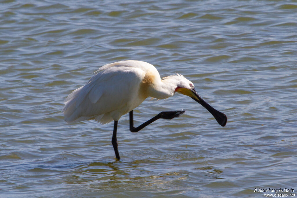 Eurasian Spoonbill