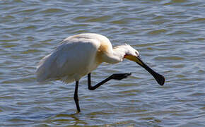 Eurasian Spoonbill