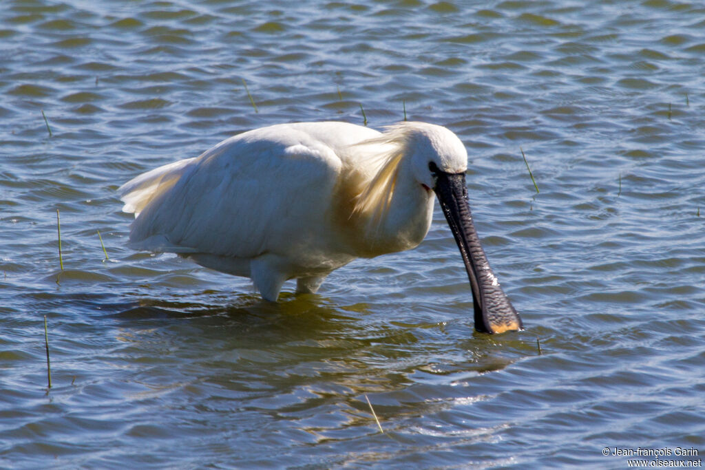 Spatule blanche